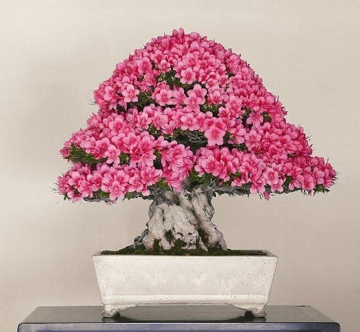 Fotografa il tuo bonsai e vinci 2