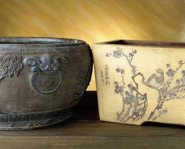 Fotografa il tuo bonsai e vinci 3