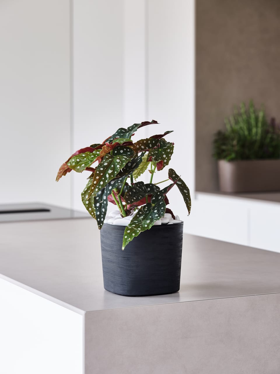 Sassi decorativi Pebbles 3