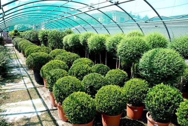 Nasce Myplant & Garden, la nuova fiera del florovivaismo e del garden 5