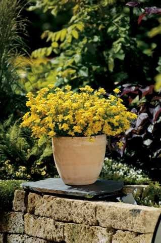 Le migliori piante per un giardino migliore 3