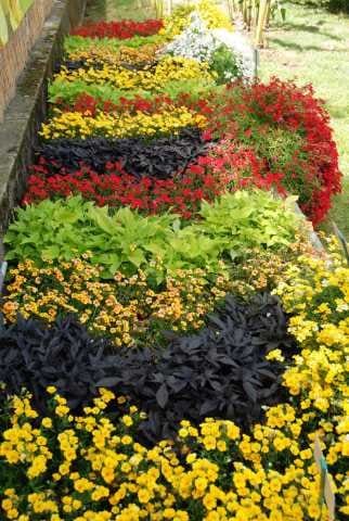 Le migliori piante per un giardino migliore 4
