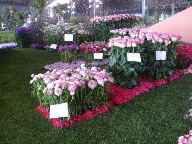 Speciale Euroflora 2011: tutte le info, le foto e i video 6