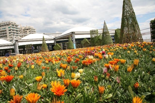 Euroflora: 20.000 gazanie danno il benvenuto 4