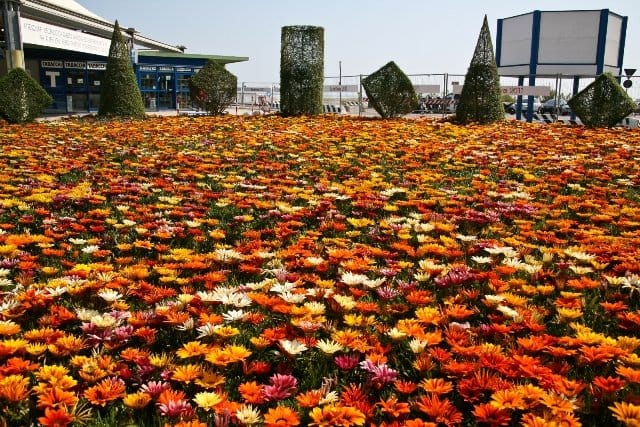 Euroflora: 20.000 gazanie danno il benvenuto 5