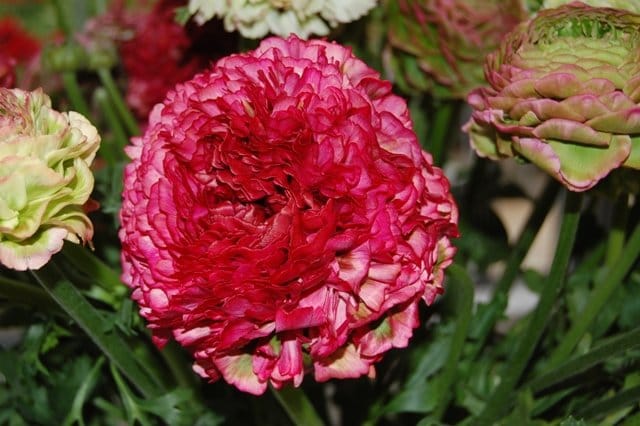 Euroflora: un fiore per il Gaslini 2