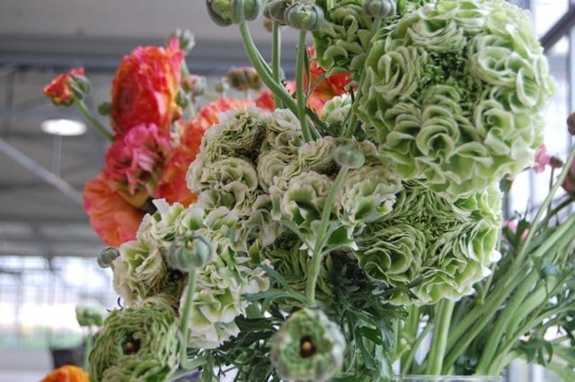 Euroflora: un fiore per il Gaslini 3