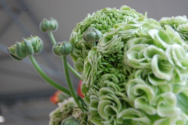 Euroflora: un fiore per il Gaslini 4