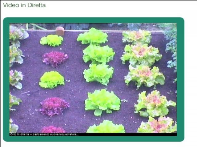 OrtoMio ci insegna a coltivare online 2