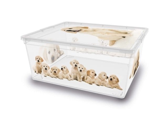 Anche i cuccioli fanno ordine 2