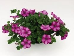 Una nuova specie in botanica per Psenner 2