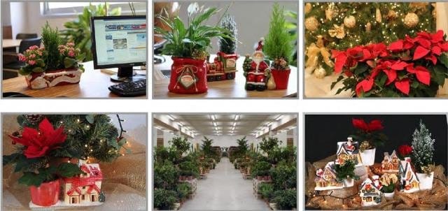 Pagano Fiori apre le porte al Natale 2