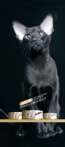 Per il benessere psico-fisico del gatto 2