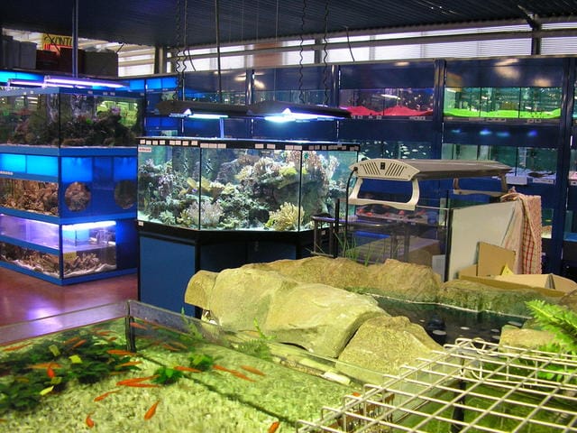 Il “fenomeno acquario” 4