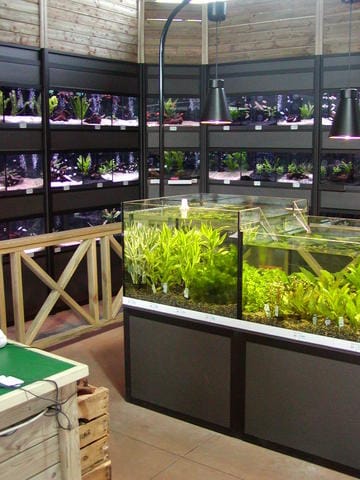 Il “fenomeno acquario” 5