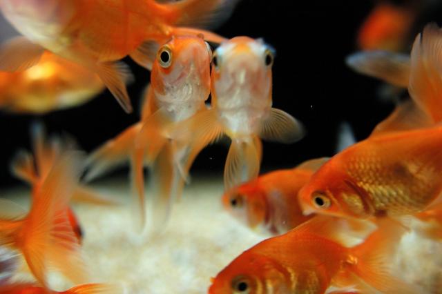 Il “fenomeno acquario” 8