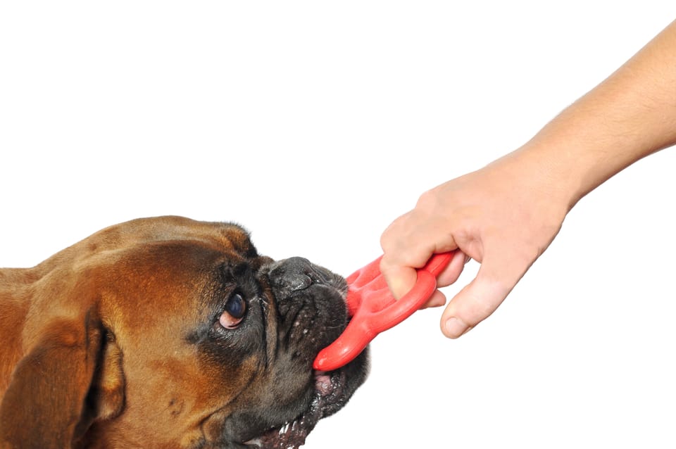 Gioco per cani 2