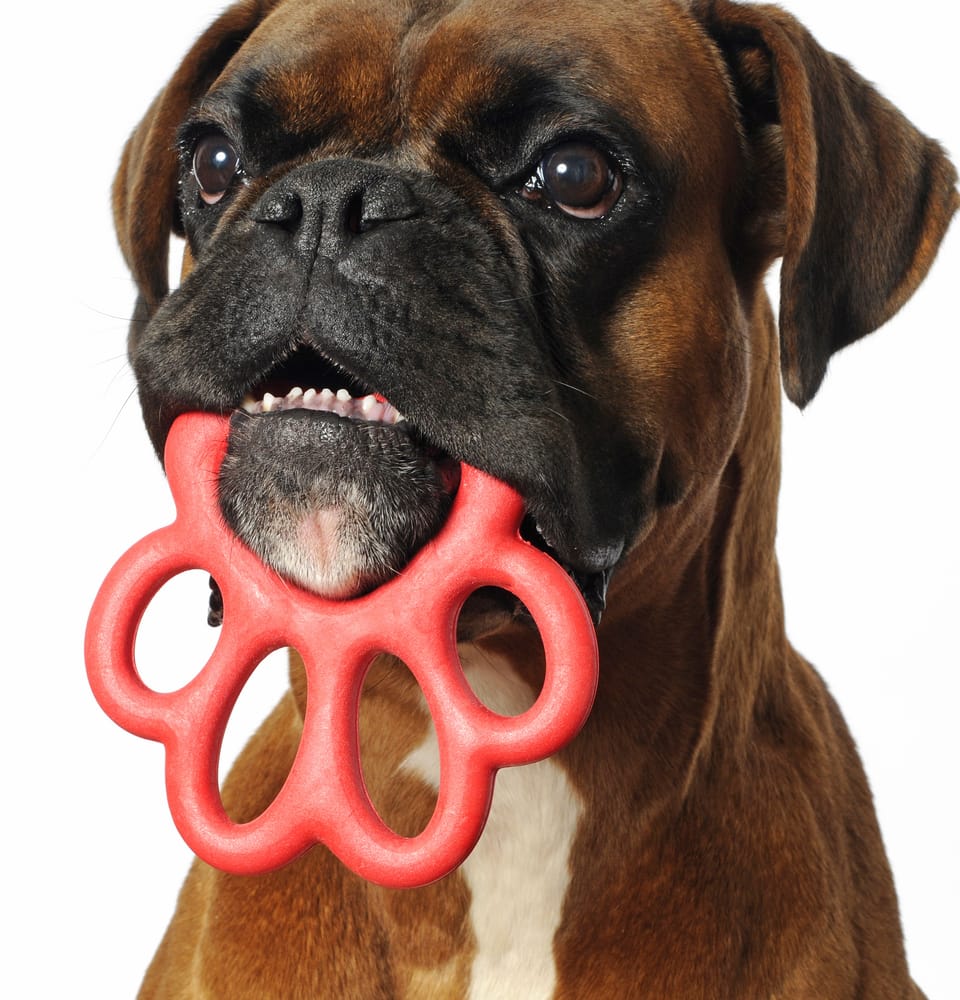 Gioco per cani 3