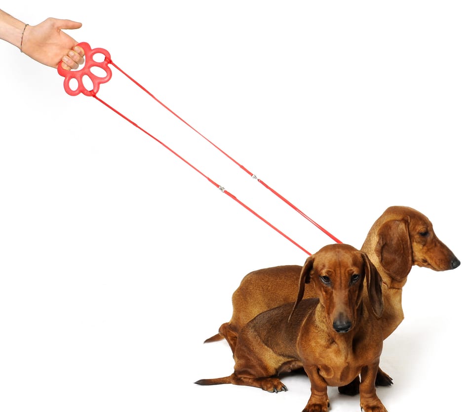 Gioco per cani 4