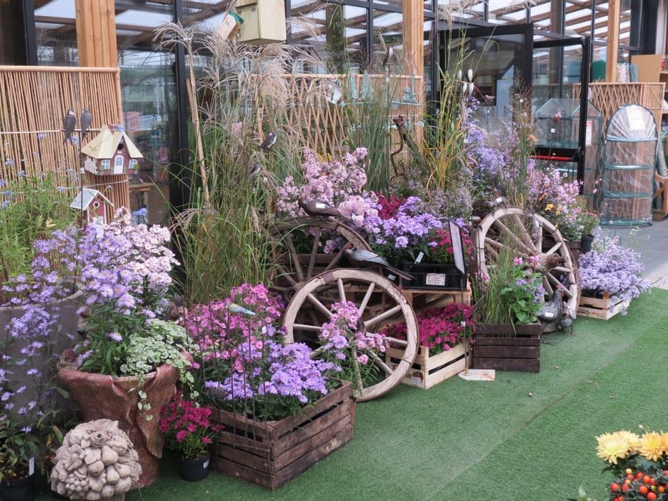 Cip Garden: speriamo che sia femmina 11
