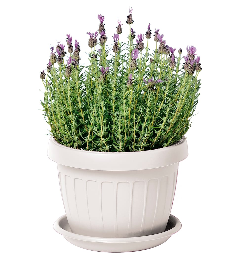 La nuova collezione di vasi White Garden 2