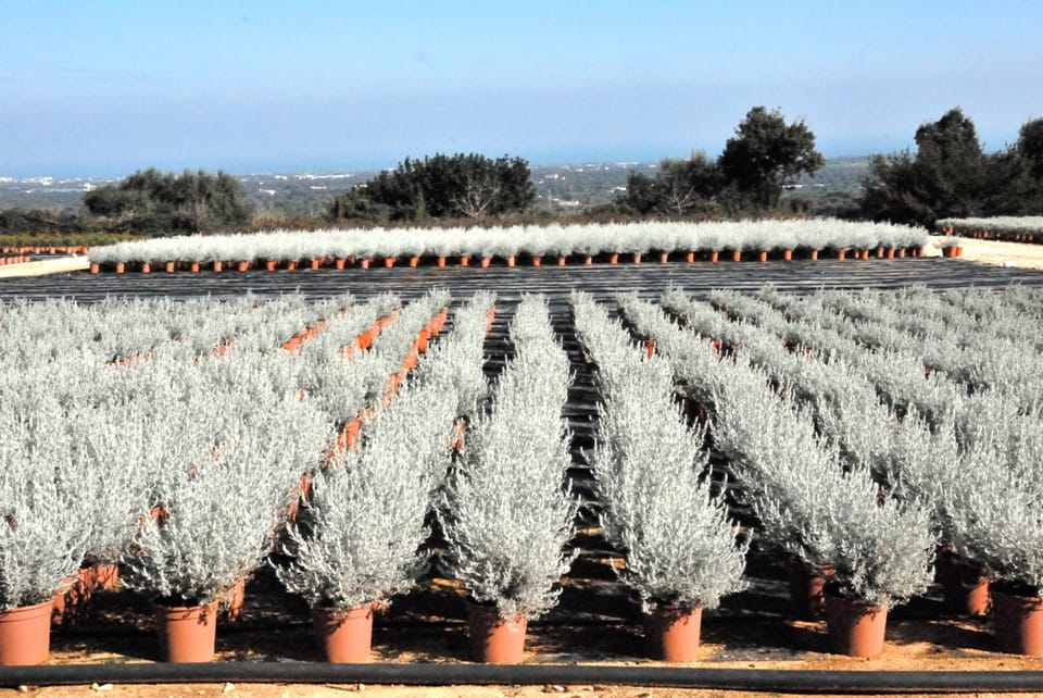 Cosa vedremo a Florbusiness: Vivai Capitanio 3