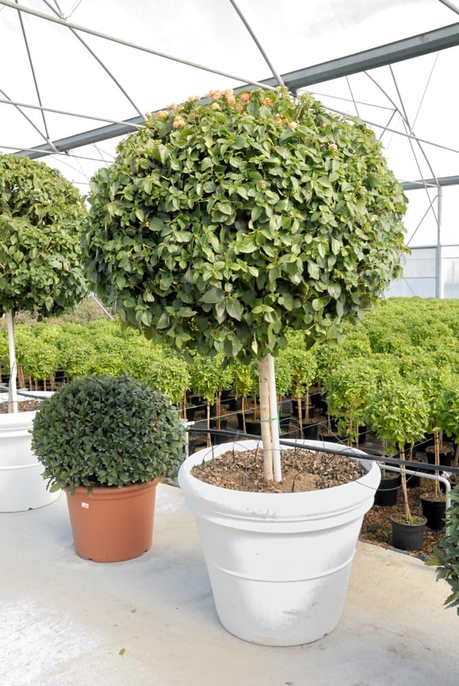 Cosa vedremo a Florbusiness: Caporalplant 2