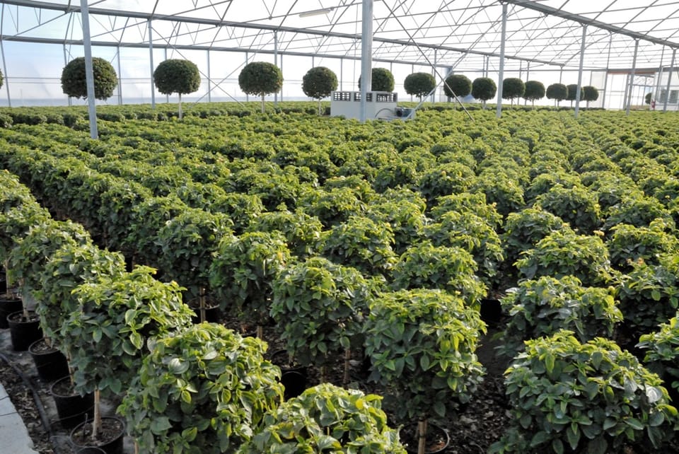 Cosa vedremo a Florbusiness: Caporalplant 3
