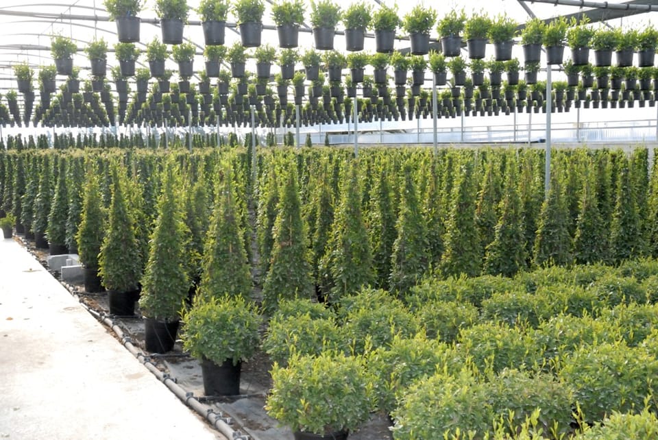 Cosa vedremo a Florbusiness: Caporalplant 4