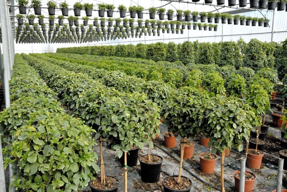 Cosa vedremo a Florbusiness: Caporalplant 5