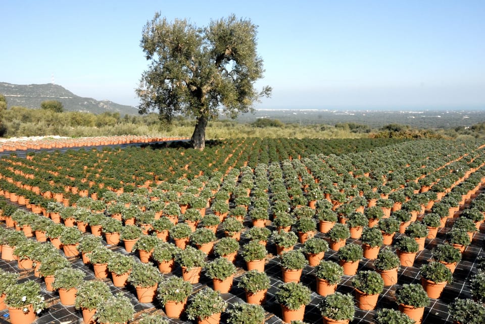 Florbusiness: incontro con il presidente 4