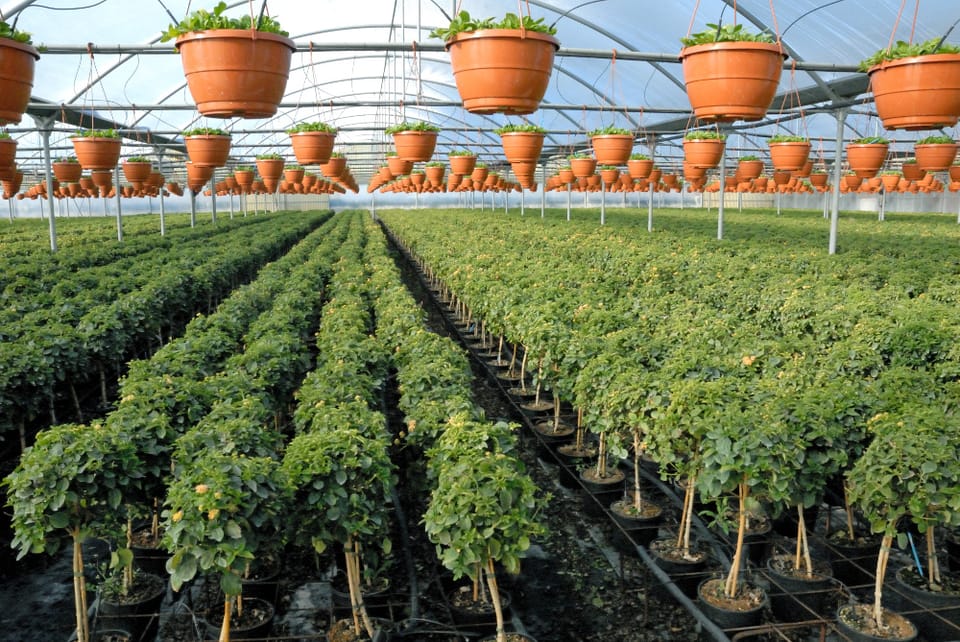 Florbusiness: incontro con il presidente 3