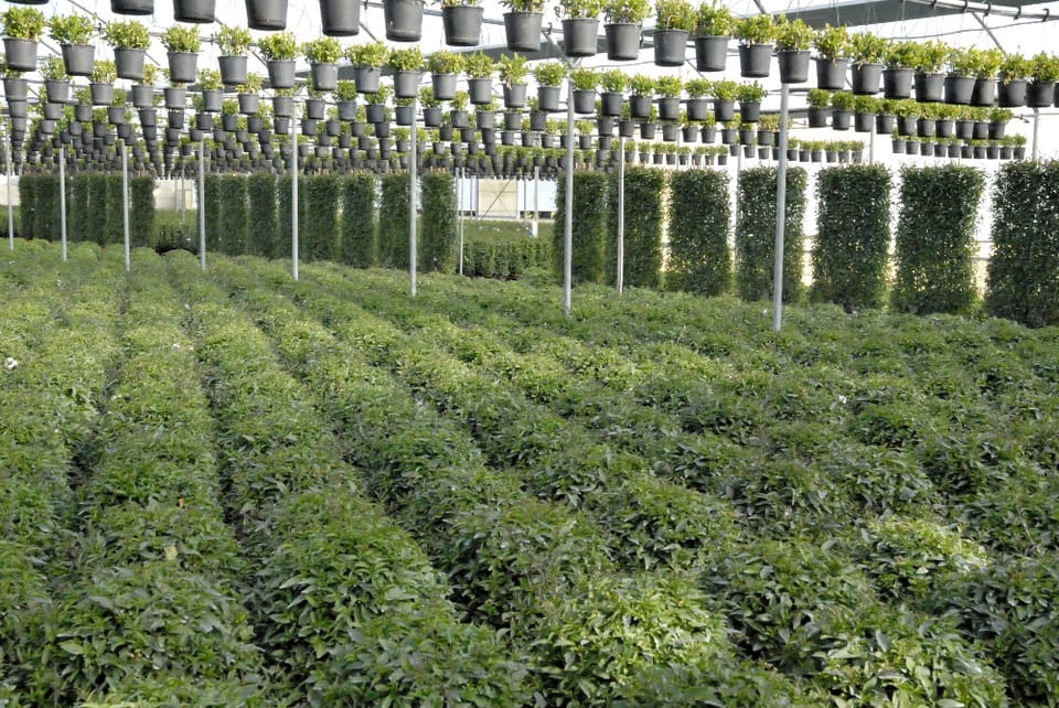 Florbusiness: incontro con il presidente 2