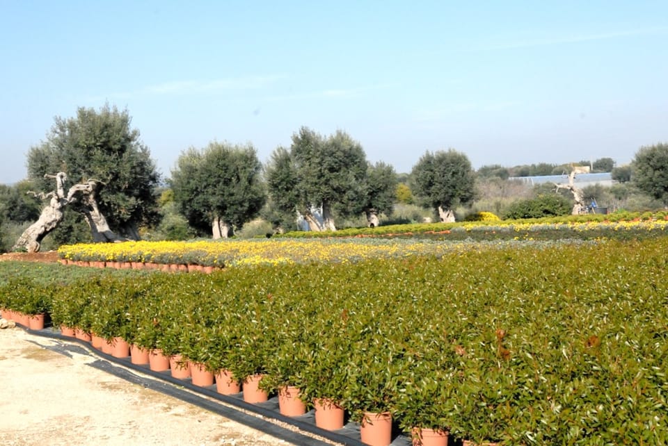 Florbusiness: la Puglia verde incontra il mercato 4