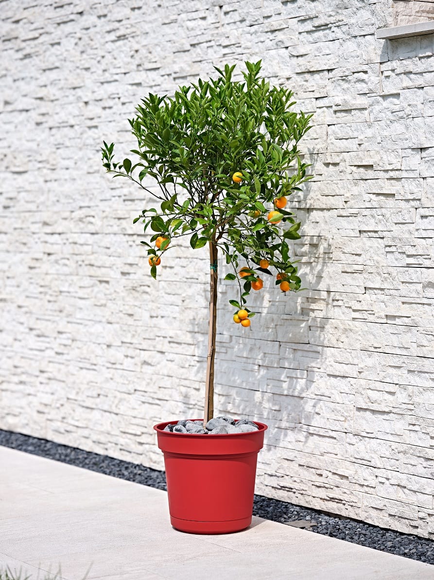 Vasi per indoor e outdoor 4
