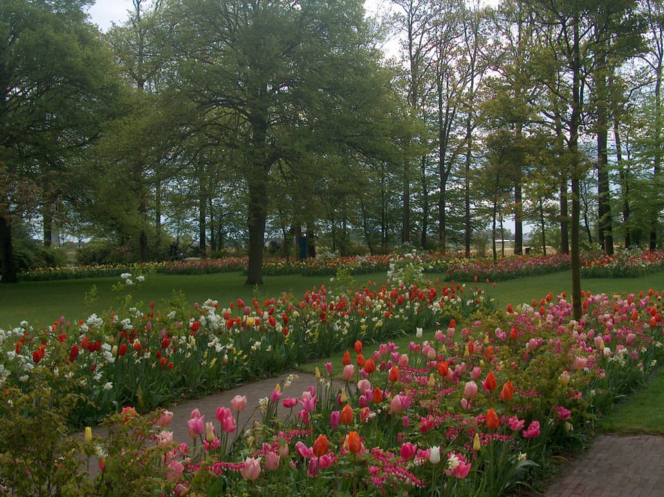 Villa Pisani ospita il Giardino dei Tulipani  2