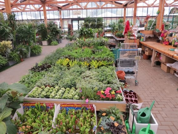 Cip Garden: speriamo che sia femmina 4