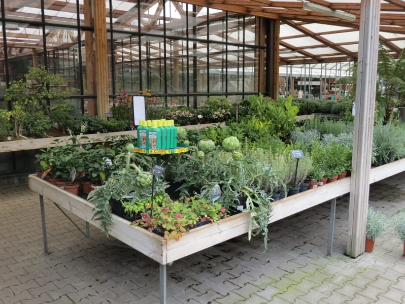 Cip Garden: speriamo che sia femmina 9