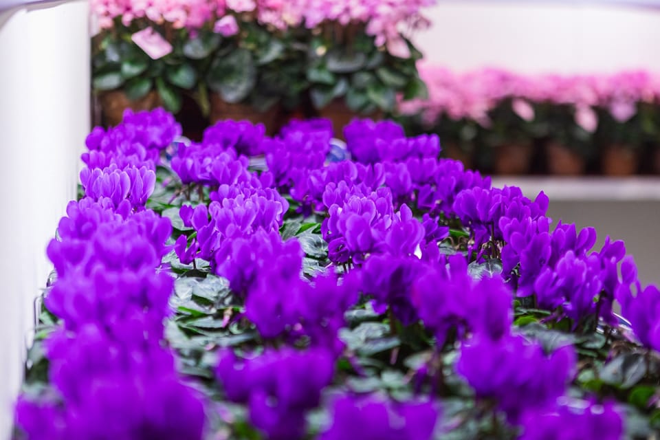 Tutti i numeri di Myplant & Garden 2026 3