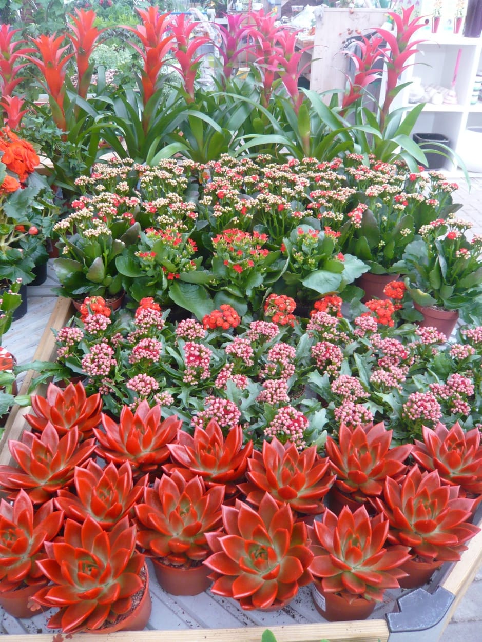 Cip Garden: speriamo che sia femmina 12
