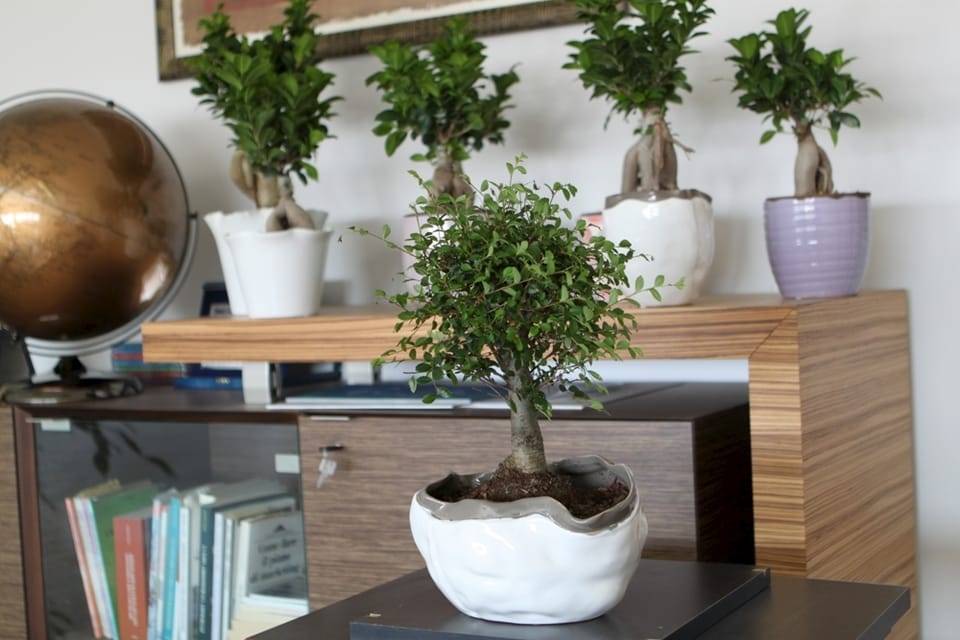 Cosa vedremo a Florbusiness: Pagano Fiori 3