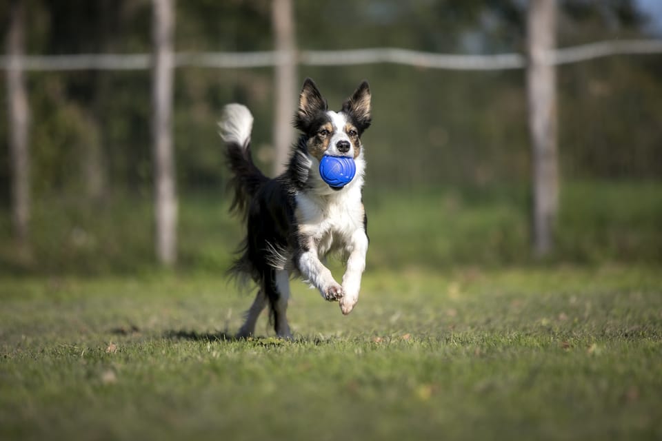 Nuovi giochi per cani 2
