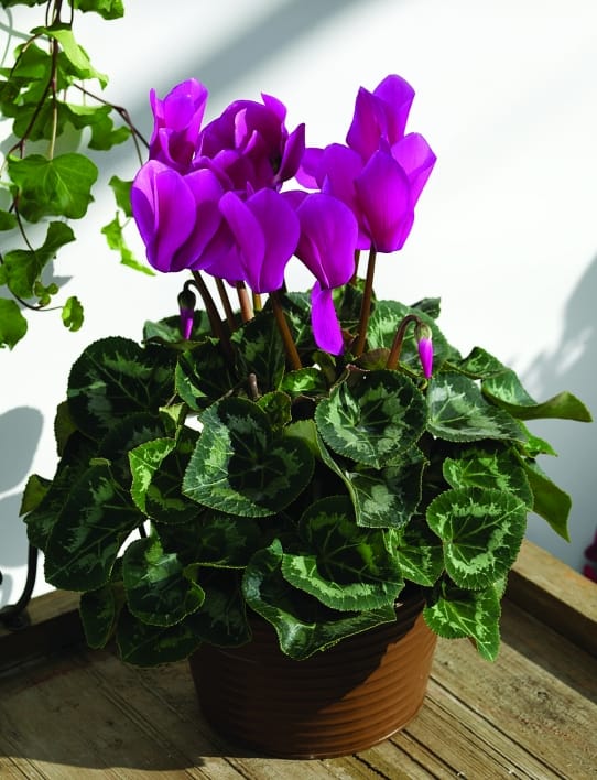 Da FloriPro Services arriva il Ciclamino Rainier 3