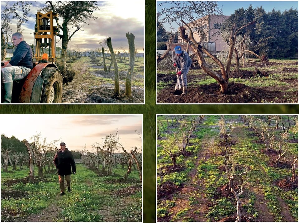 Tecfi a favore dell'ambiente: recuperati 126 alberi d’olivo 2