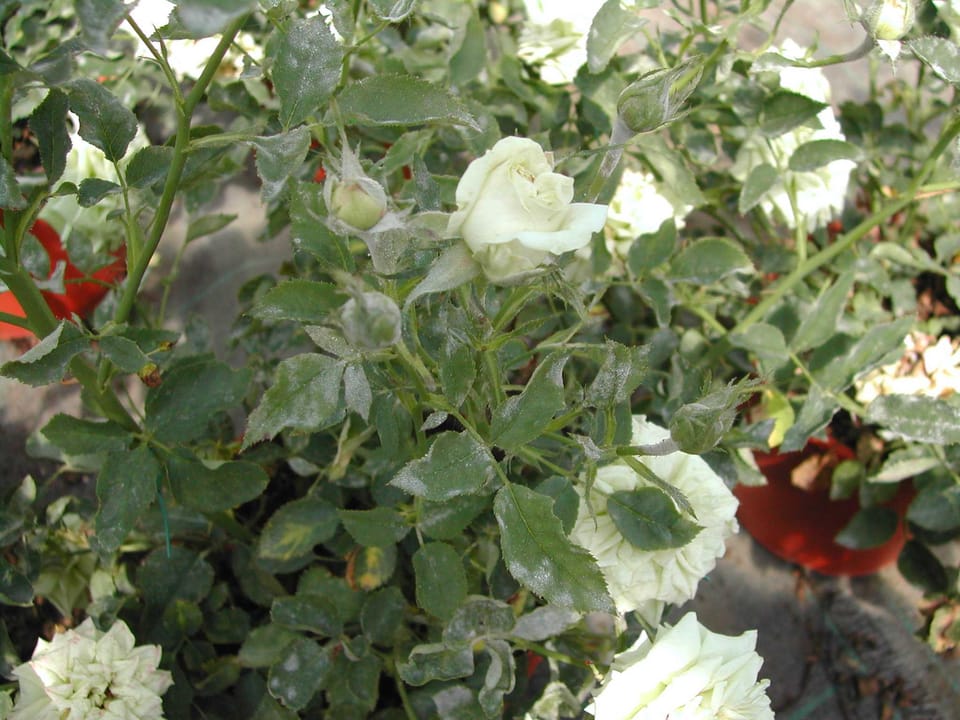 Con Bayer, se son rose fioriranno! 6