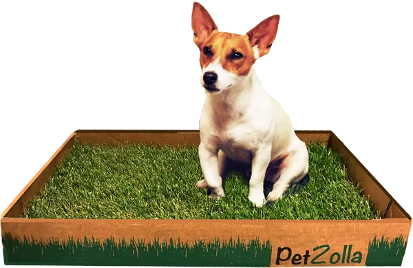 Un angolo di verde per il proprio pet 2